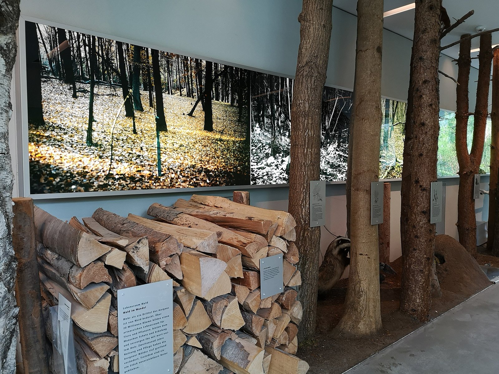 Aargauer Naturmuseum Naturama - Ausstellung zum Themenbereich Wald.